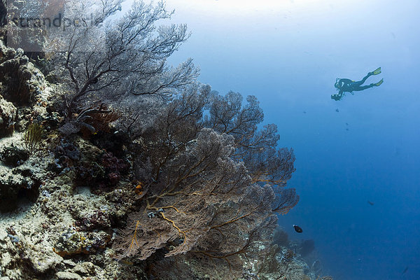 Taucher am Riff mit Fächerkorallen  Hickson´s Riesenfächerkoralle (Subergorgia hicksoni-mollis)  Menjangan  Bali  Indonesien  Asien