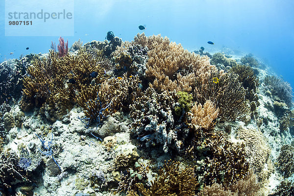 Korallenriff bei Insel Menjangan  Bali  Indonesien  Asien