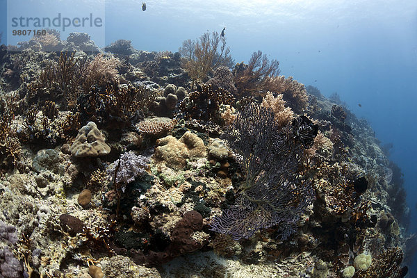 Tropisches Korallenriff vor Menjangan  Bali