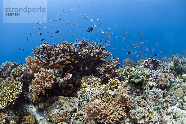 Tropisches Korallenriff mit Juwelen-Fahnenbarsch (Pseudanthias squamipinnis) und Mönchsfischen (Chromis chromis) vor Menjangan  Bali  Indonesien  Asien