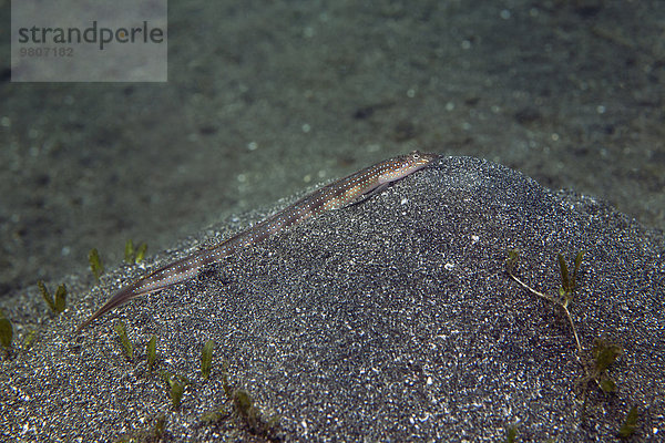 Sandtaucher (Trichonotus marleyi)  Secret Bay  Bali  Indonesien  Asien