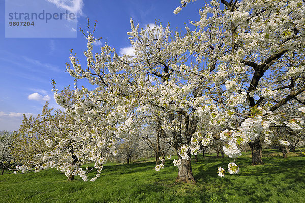 Kirschbaumblüte  Herz-Kirsche (Prunus avium)  Biosphärengebiet Schwäbische Alb  Baden-Württemberg  Deutschland  Europa