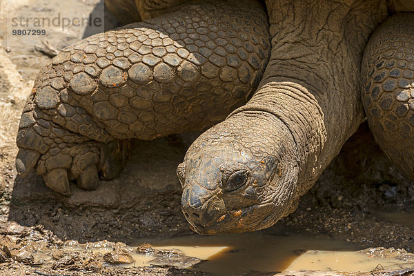 Aldabra-Riesenschildkröte (Aldabrachelys gigantea)  Mauritius  Afrika