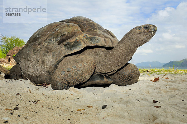 Seychellen-Riesenschildkröte (Aldabrachelys  früher Dispochelys)  Insel Curieuse  Seychellen  Afrika