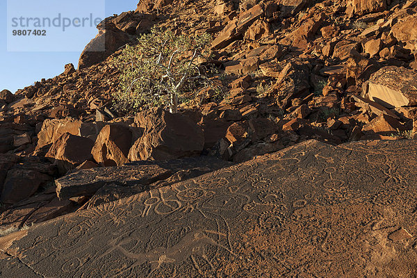 Felszeichnungen  Feldgravuren  Felsformationen  Twyfelfontein  Region Kunene  Namibia  Afrika