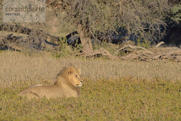 Löwe (Panthera leo)  Männchen  im Gras liegend  Morgenlicht  Kgalagadi-Transfrontier-Nationalpark  Provinz Nordkap  Südafrika