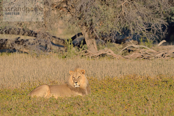 Löwe (Panthera leo)  Männchen  im Gras liegend  Morgenlicht  Kgalagadi-Transfrontier-Nationalpark  Provinz Nordkap  Südafrika