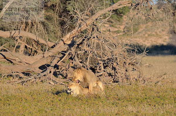 Löwen (Panthera leo)  Löwenpaar bei der Paarung  Morgenlicht  Kgalagadi-Transfrontier-Nationalpark  Provinz Nordkap  Südafrika