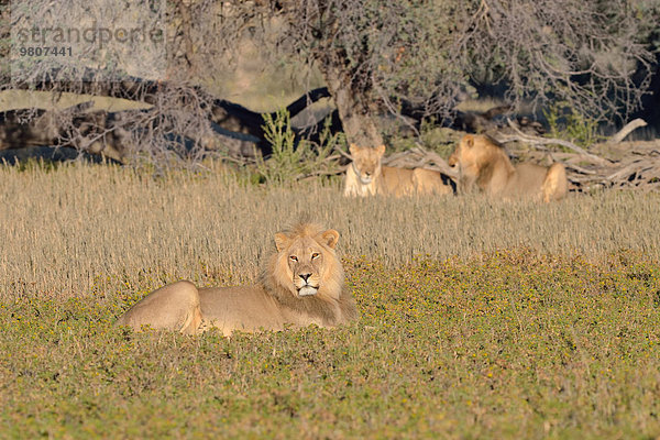 Löwe (Panthera leo)  Männchen  im Gras liegend mit ein paar Löwen dahinter  Morgenlicht  Kgalagadi-Transfrontier-Nationalpark  Provinz Nordkap  Südafrika