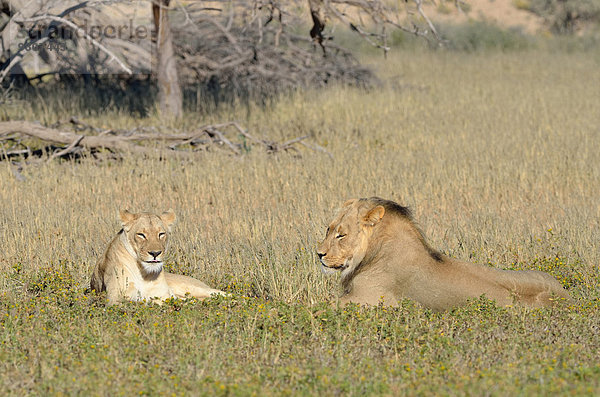 Löwen (Panthera leo) Pärchen  Männchen und Weibchen  im Gras liegend  Kgalagadi-Transfrontier-Nationalpark  Provinz Nordkap  Südafrika