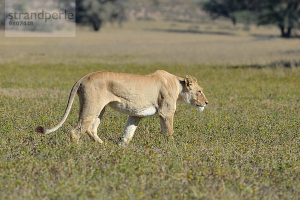 Löwe (Panthera leo)  adultes Weibchen  unterwegs im Grasland  Kgalagadi-Transfrontier-Nationalpark  Provinz Nordkap  Südafrika