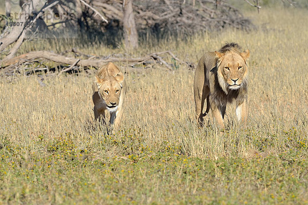 Löwen (Panthera leo)  Pärchen  Männchen und Weibchen  unterwegs im Grasland  Kgalagadi-Transfrontier-Nationalpark  Provinz Nordkap  Südafrika