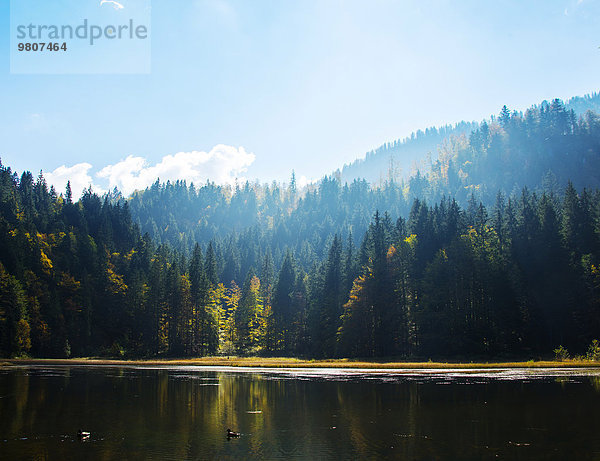 Kleiner See mit Herbstwald  bei Enterrottach  Rottach-Tal  Bayern  Deutschland  Europa