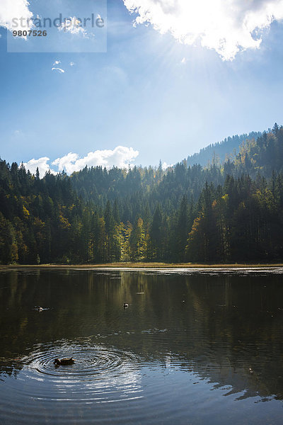 Kleiner See mit Herbstwald  bei Enterrottach  Rottach-Tal  Bayern  Deutschland  Europa