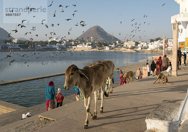 Kühe an den Ghats  Pushkar-See  Rajasthan  Indien  Asien