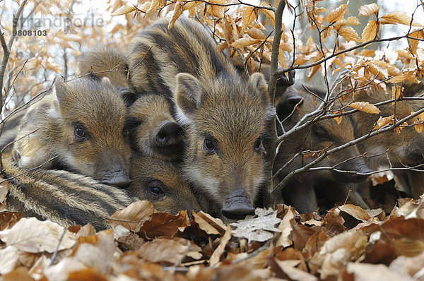 Wildschweine (Sus scrofa)  Frischlinge wärmen sich gegenseitig  captive  Nordrhein-Westfalen  Deutschland  Europa