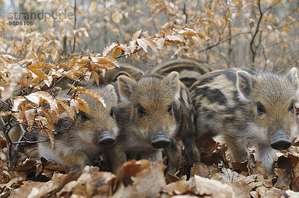 Wildschweine (Sus scrofa)  Frischlinge laufen durch den Buchenwald  captive  Nordrhein-Westfalen  Deutschland  Europa