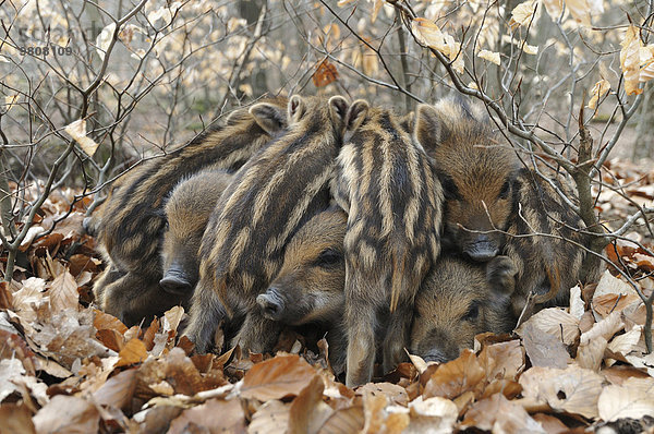 Wildschweine (Sus scrofa)  Frischlinge wärmen sich gegenseitig  captive  Nordrhein-Westfalen  Deutschland  Europa