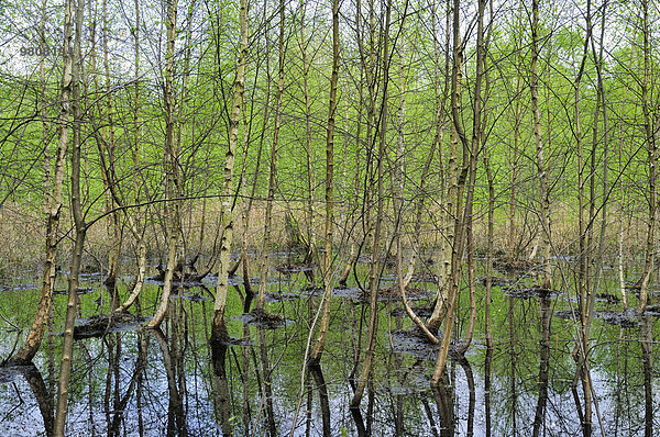 Birken (Betula) im Moorgewässer im Venner Moor  Naturschutzgebiet  Nordrhein-Westfalen  Deutschland  Europa