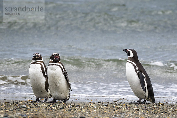 Magellan Pinguin (Spheniscus magellanicus)  Seno Otway  Region XII Región de Magallanes y de la Antártica Chilena  Patagonien  Chile  Südamerika