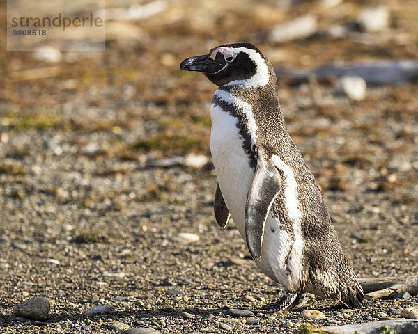 Magellan Pinguin (Spheniscus magellanicus)  Seno Otway  Region XII Región de Magallanes y de la Antártica Chilena  Patagonien  Chile  Südamerika