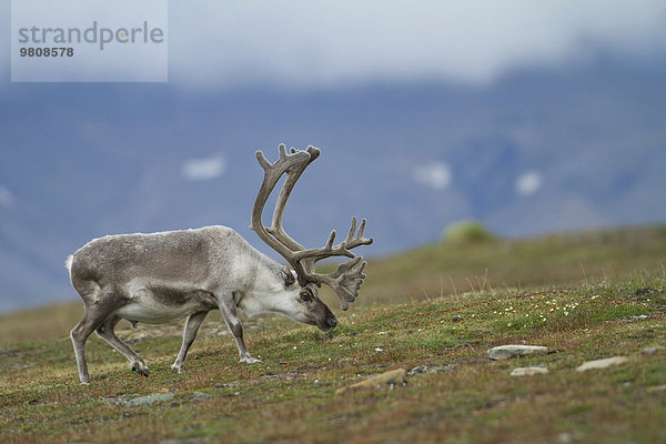 Spitzbergen-Ren (Rangifer tarandus platyrhynchus) im Fjell  Longyearbyen  Spitzbergen  Norwegen  Europa