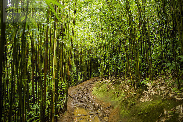 Bambusweg an den Manoa Falls  Honolulu  Hawaii  USA