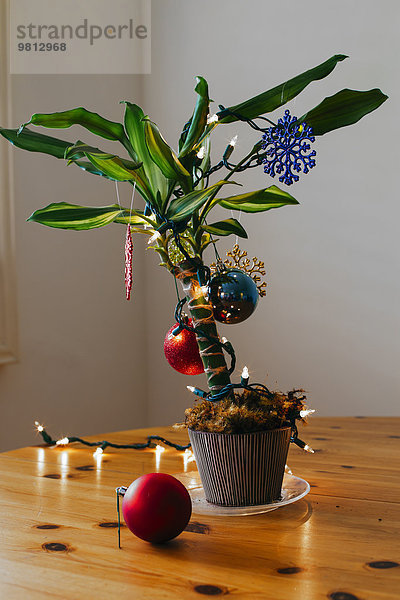 Hauspflanze zu Weihnachten geschmückt