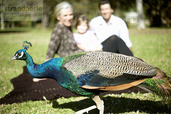 Pfau vor der beobachtenden Familie im Park  Neuseeland