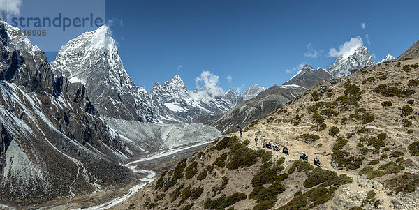 Nepal  Khumbu  Everest-Region  Yaks unterwegs nach Dughla  Cholatse im Hintergrund