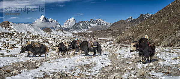 Nepal  Khumbu  Everest-Region  Yaks bei Dingboche