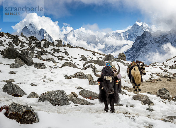 Nepal  Khumbu  Everest-Region  Yaks im Basislager Lobuche