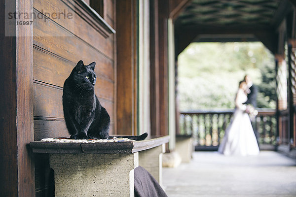 Schwarze Katze sitzt auf der Bank  während das Brautpaar im Hintergrund zuschaut.