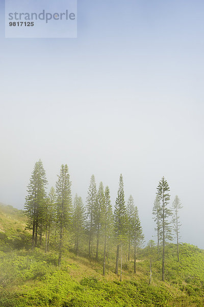 USA  Hawaii  Maui  Waihee Ridge Trail  Cook Pines im Nebel