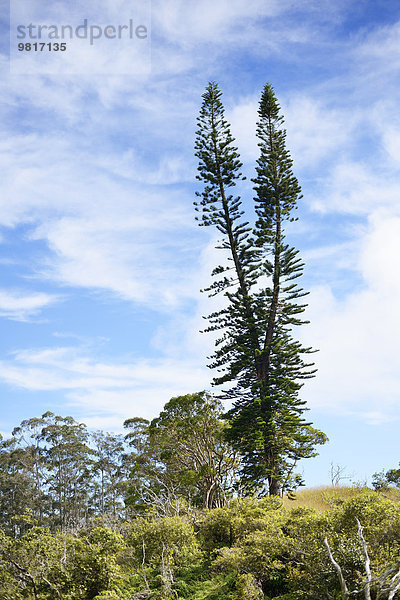 USA  Hawaii  Maui  Waihee Ridge Trail  Cook Pine mit zwei Baumkronen
