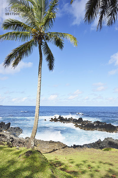 USA  Hawaii  Maui  Nahiku  Palme an der Küste