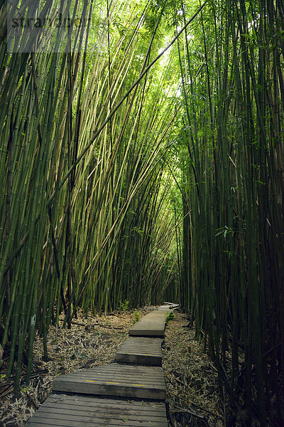 USA  Hawaii  Maui  Haleakala Nationalpark  Bambuswald am Pipiwai Trail