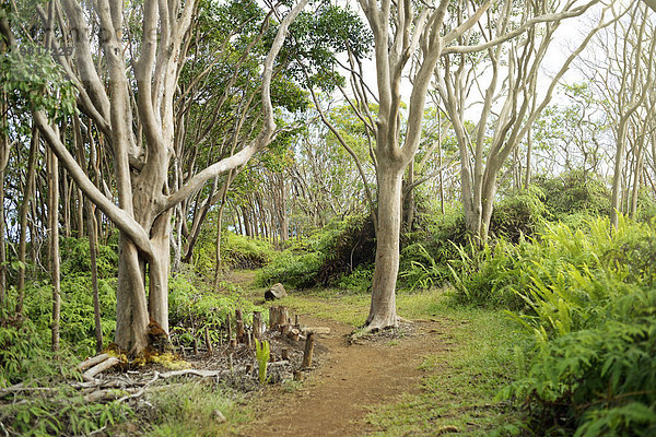 USA  Hawaii  Maui  Guavenbäume am Waihee Ridge Trail