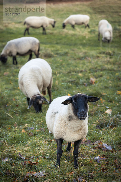 Deutschland  grasende Schafe