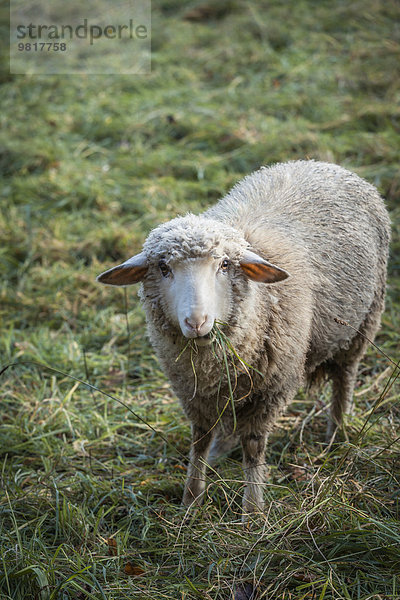 Porträt der grasenden Schafe