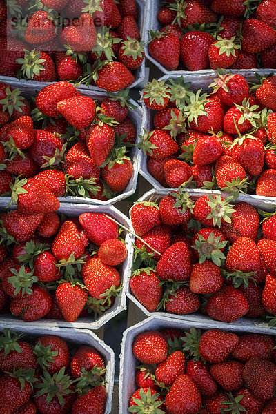 Deutschland  Niedersachsen  Hildesheim  Erdbeeren in Pappkartons am Markt