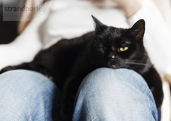 Schwarze Katze entspannt auf dem Schoß der Frau