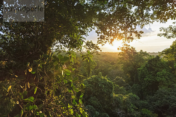 Ecuador  Amazonasgebiet  Baumkronen im Regenwald