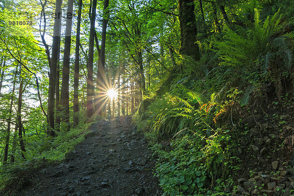 USA  Oregon  Columbia River Gorge  Multnomah County  Wanderweg im Wald gegen die Sonne