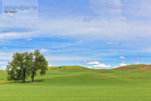 USA  Idaho  Palouse  zwei Bäume zwischen Getreidefeldern