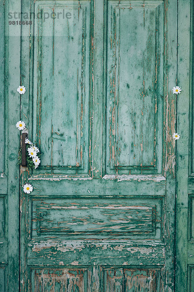 Grüne alte Holztür mit weißen Blüten verziert