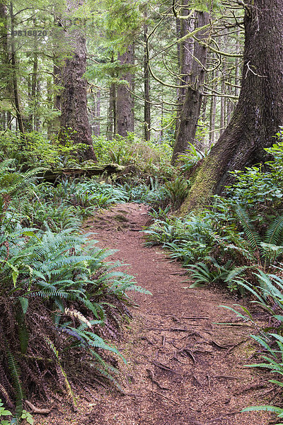 Kanada  British Columbia  Vancouver Island  Nuu-Chah-Nulth Trail