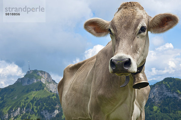 Schweiz  Kanton Appenzell Innerrhoden  Kuh mit Glocke  Hoher Kasten im Hintergrund