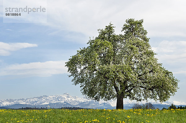 Schweiz  Thurgau  blühender Obstbaum  Saentis im Hintergrund