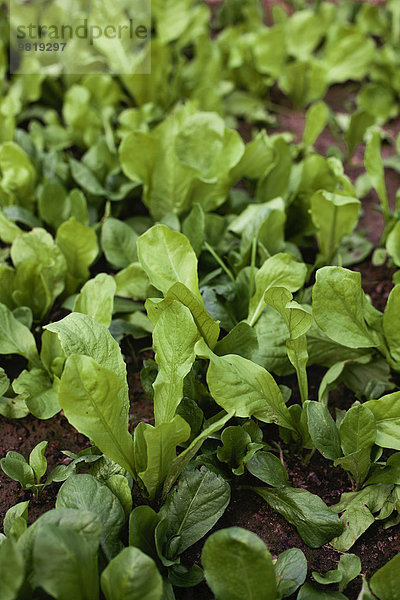 Frischer grüner Salat im Gemüsegarten